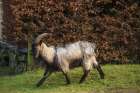 Scotland Dutch landrace goat walking Art Print